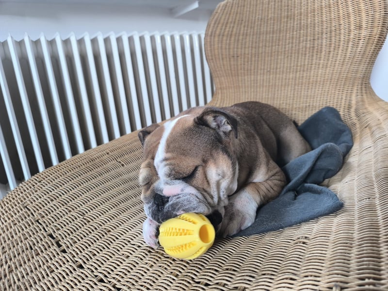 Temperamentvolle 4jährige englische Bulldogge Hündin, Kinderlieb, Katzen verträglich