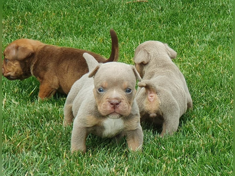 New Englisch Bulldog
