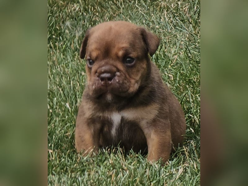 New Englisch Bulldog