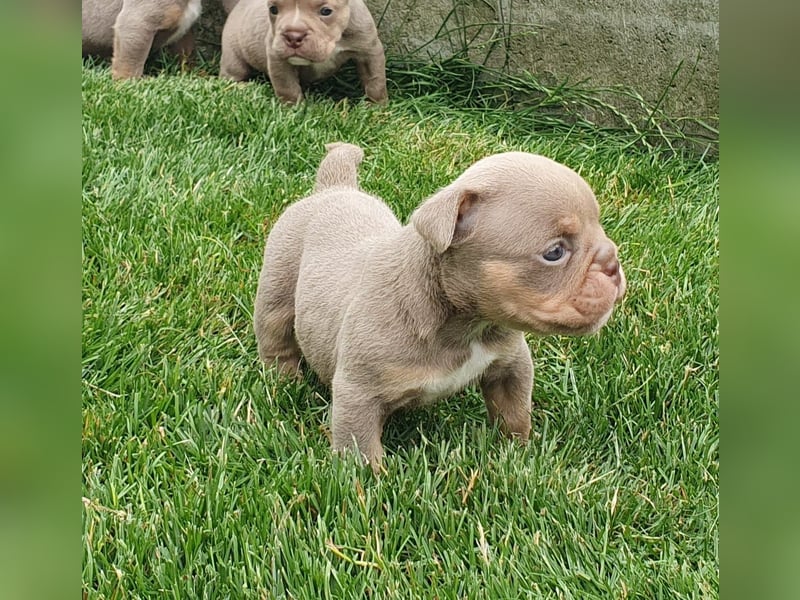 New Englisch Bulldog