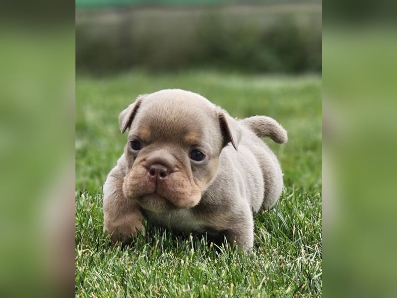 New Englisch Bulldog