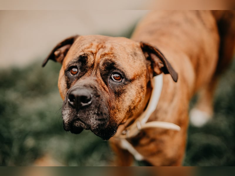 Bulldog Bonny (Tierschutz)