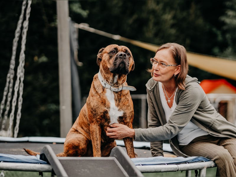Bulldog Bonny (Tierschutz)