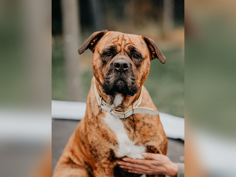 Bulldog Bonny (Tierschutz)