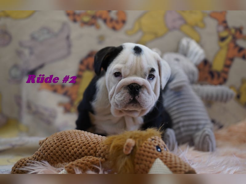Bezaubernde  & Freiatmende Englische Bulldogge Babys auf Familiensuche
