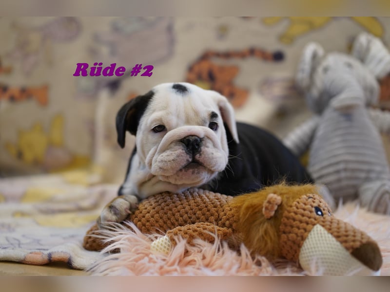 Bezaubernde  & Freiatmende Englische Bulldogge Babys auf Familiensuche