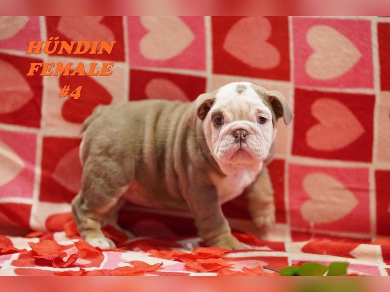 Reinrassige Englische Bulldogge Welpen