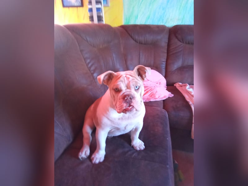 Sehr seltene reinrassige englische Bulldogge mit Papieren
