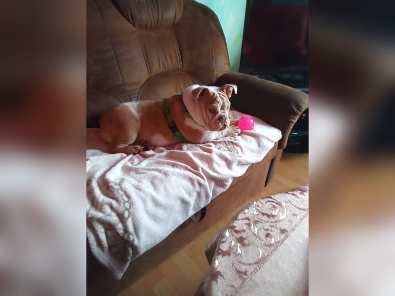 Sehr seltene reinrassige englische Bulldogge mit Papieren