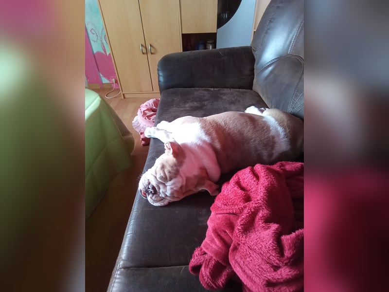 Sehr seltene reinrassige englische Bulldogge mit Papieren