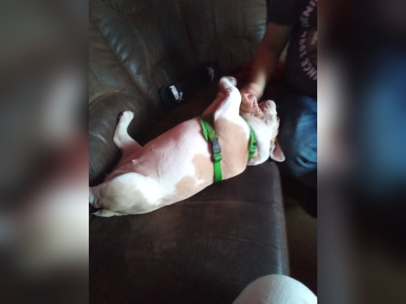 Sehr seltene reinrassige englische Bulldogge mit Papieren