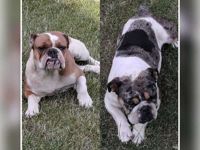 2 Englische Bulldoggen