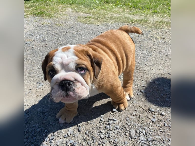 Süsse Wunderschöne Englische Bulldogge Welpen