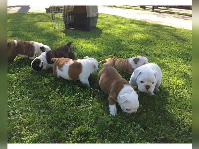 Süsse Wunderschöne Englische Bulldogge Welpen