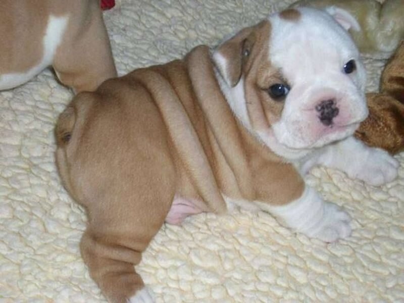 Süsse Wunderschöne Englische Bulldogge Welpen mit papieren