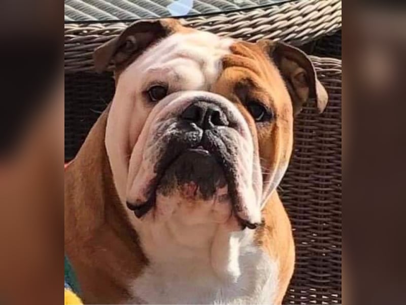 Englische Bulldoggen "von der Nordic Geest"