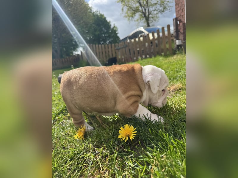 Englische Bulldoggen "von der Nordic Geest"