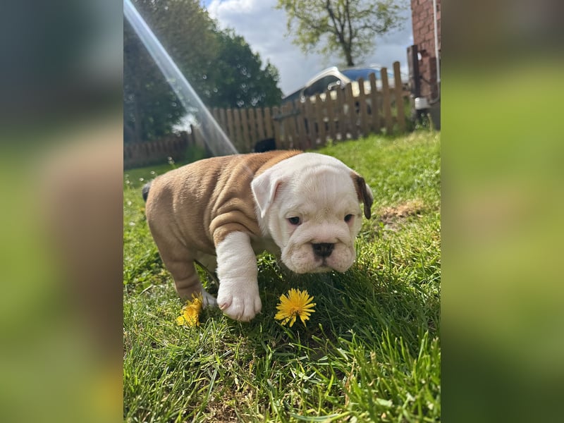 Englische Bulldoggen "von der Nordic Geest"