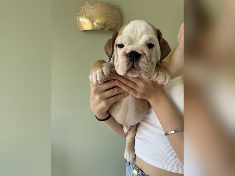 Englische Bulldoggen "von der Nordic Geest"