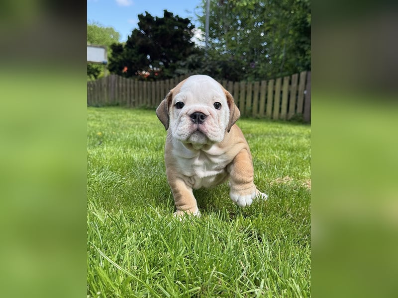 Englische Bulldoggen "von der Nordic Geest"