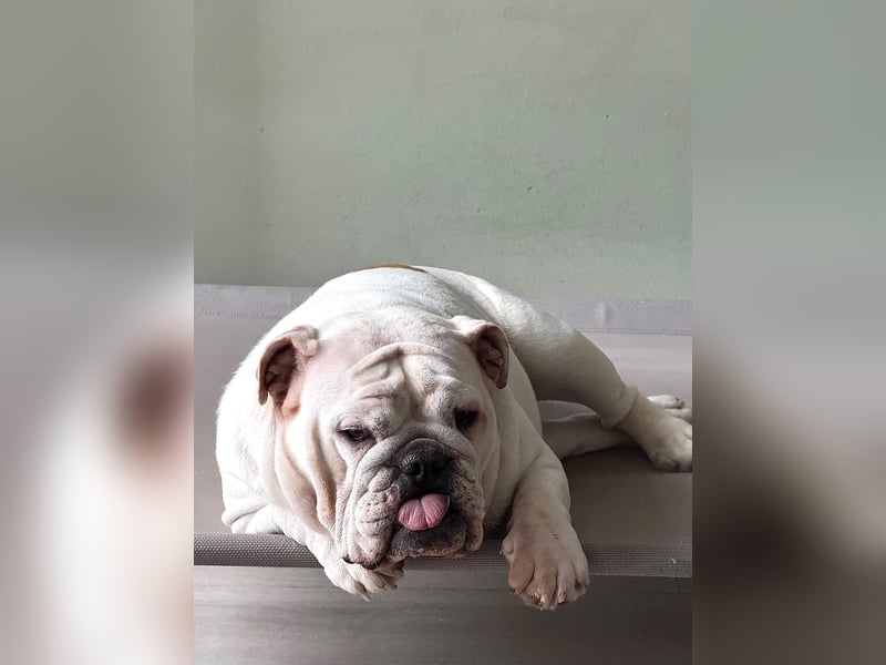 Englische Bulldoggen "von der Nordic Geest"