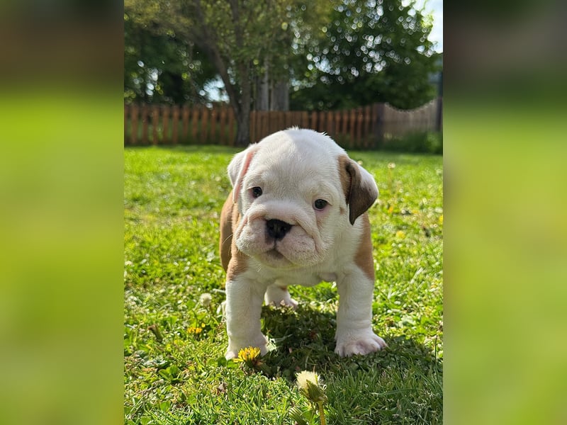 Englische Bulldoggen "von der Nordic Geest"