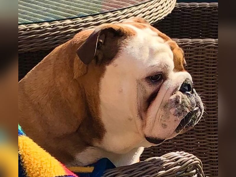 Englische Bulldoggen "von der Nordic Geest"