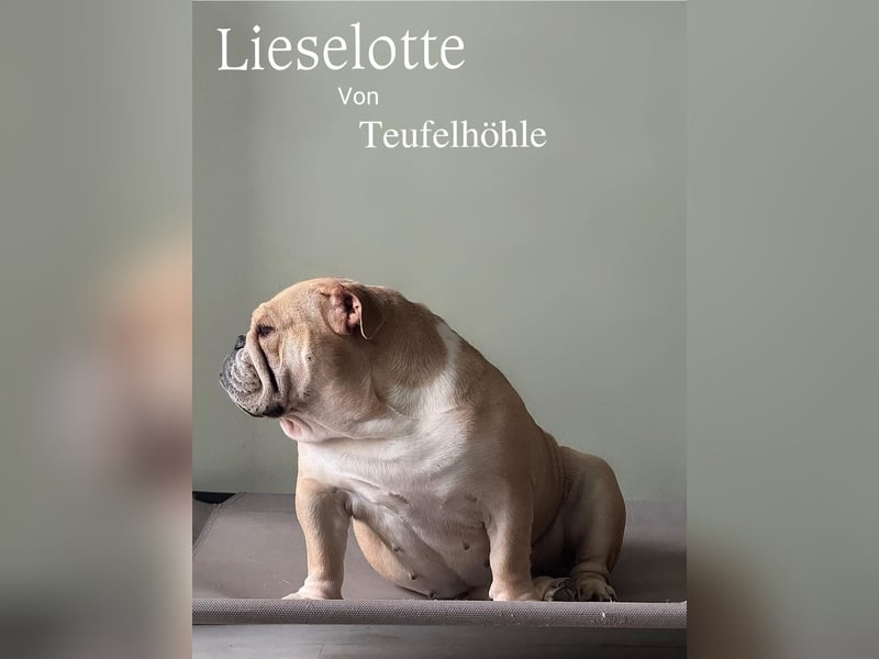 Englische Bulldoggen "von der Nordic Geest"