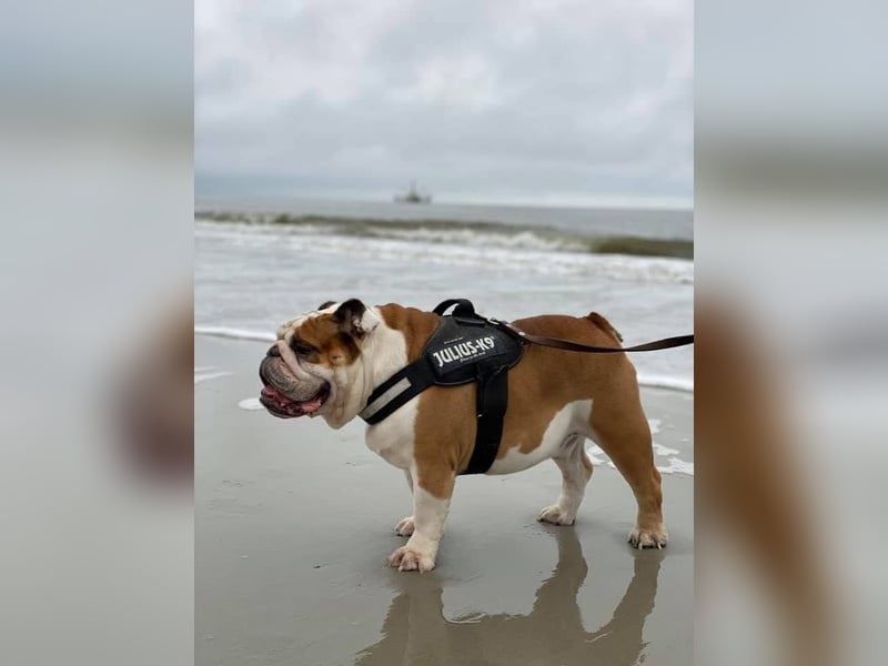 Englische Bulldoggen "von der Nordic Geest"