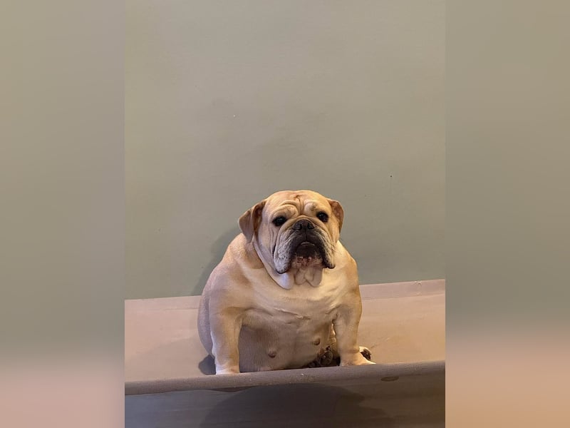 Englische Bulldoggen "von der Nordic Geest"