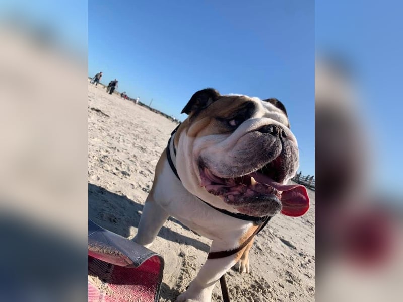 Englische Bulldoggen "von der Nordic Geest"
