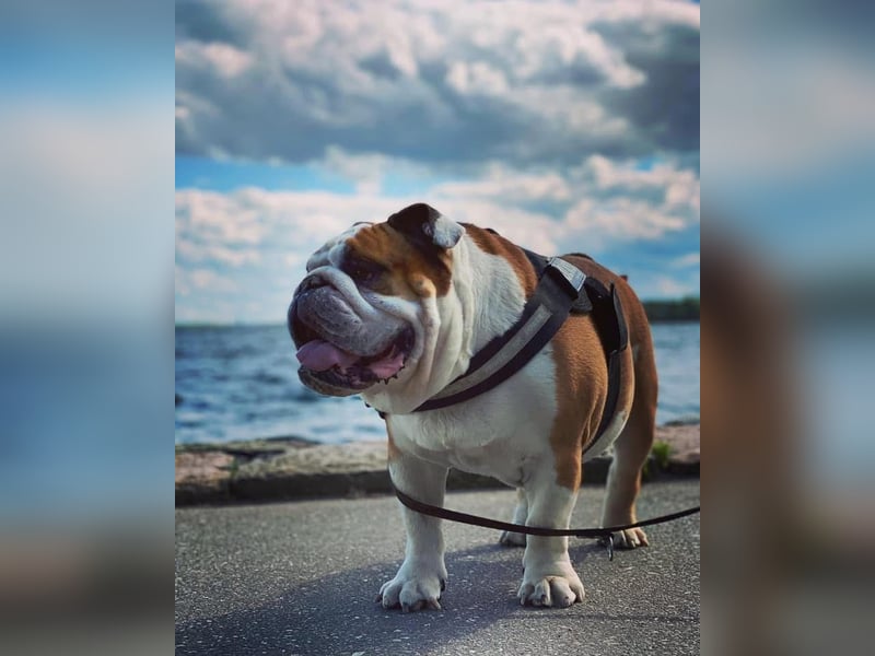 Englische Bulldoggen "von der Nordic Geest"
