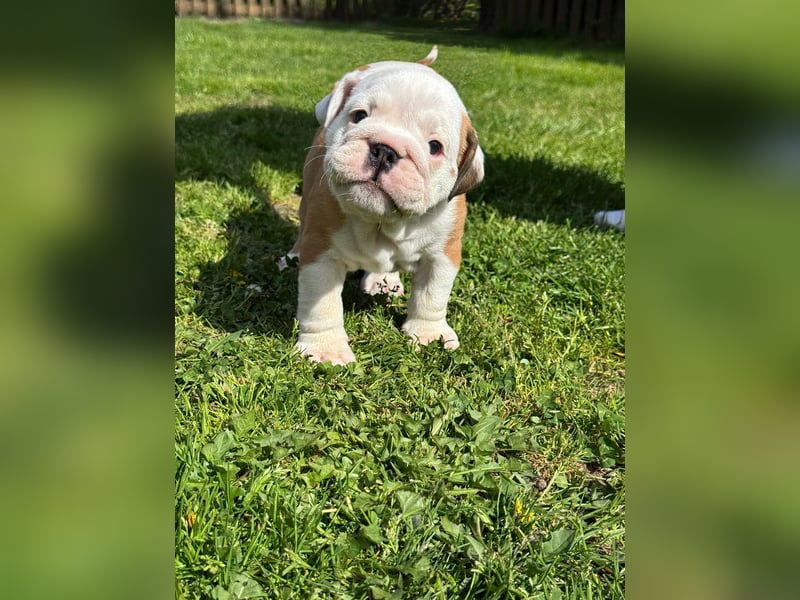 Englische Bulldoggen "von der Nordic Geest"