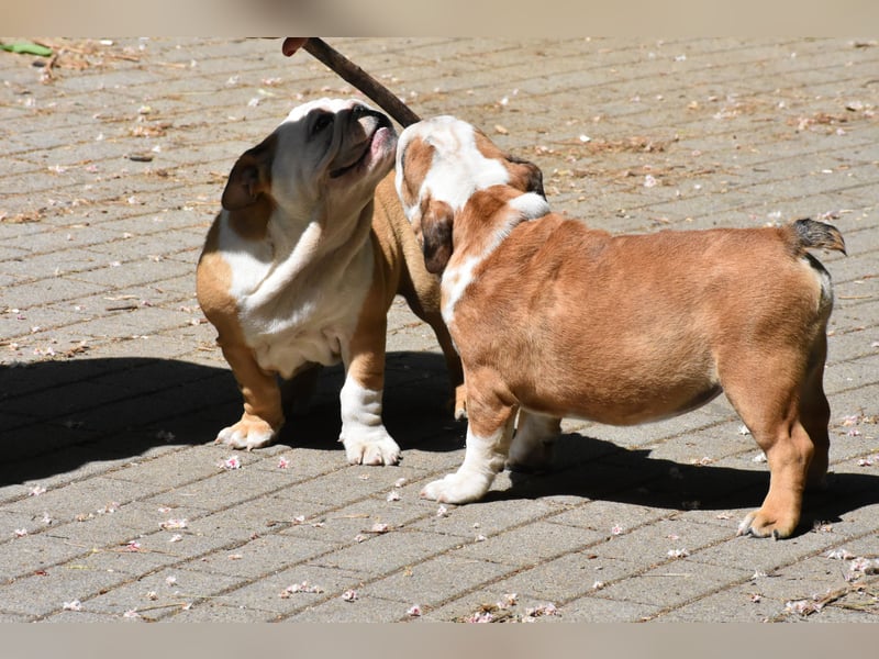 Englische Bulldogge Welpen