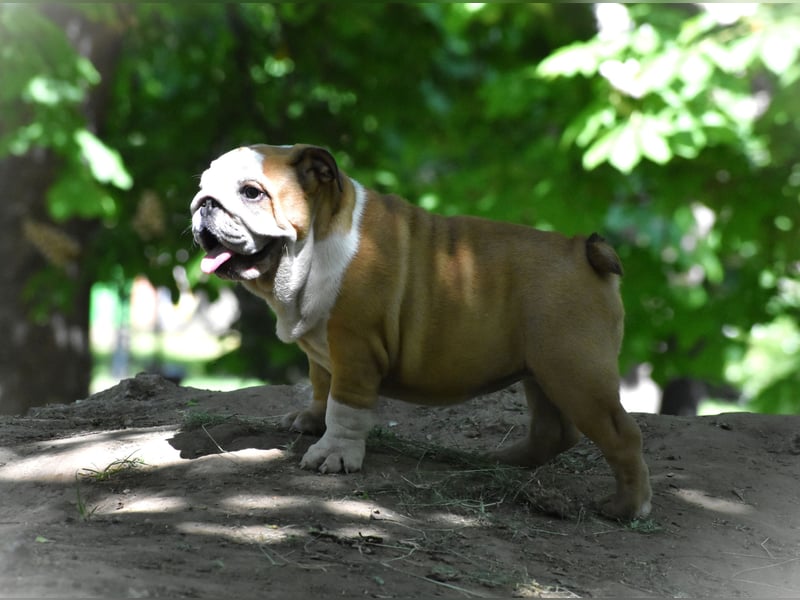 Englische Bulldogge Welpen