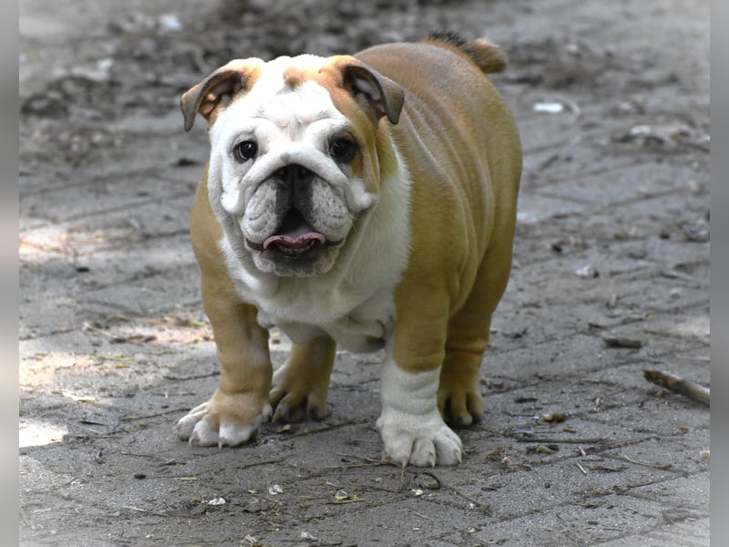 Englische Bulldogge Welpen