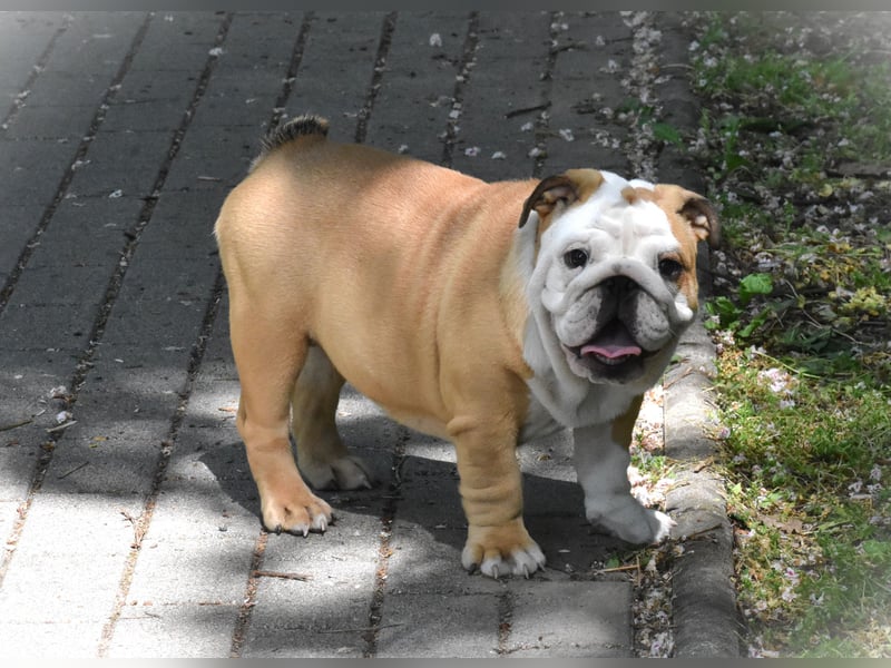 Englische Bulldogge Welpen