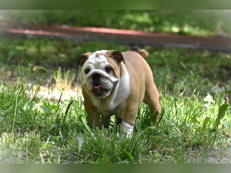 Englische Bulldogge Welpen