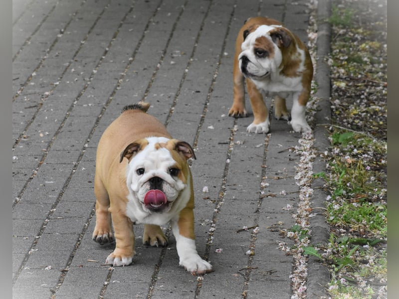 Englische Bulldogge Welpen