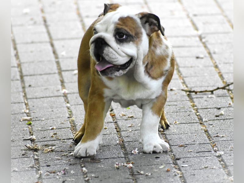 Englische Bulldogge Welpen