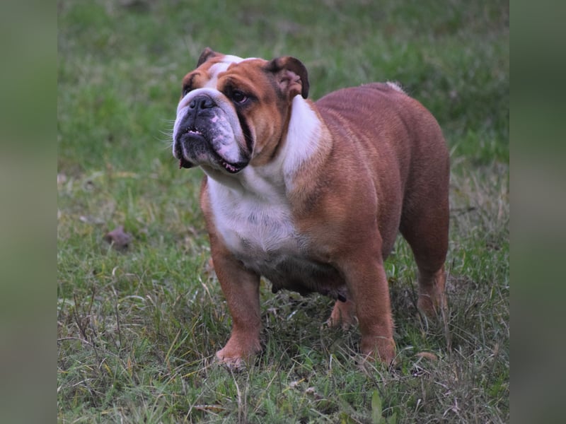 Englische Bulldogge Welpen