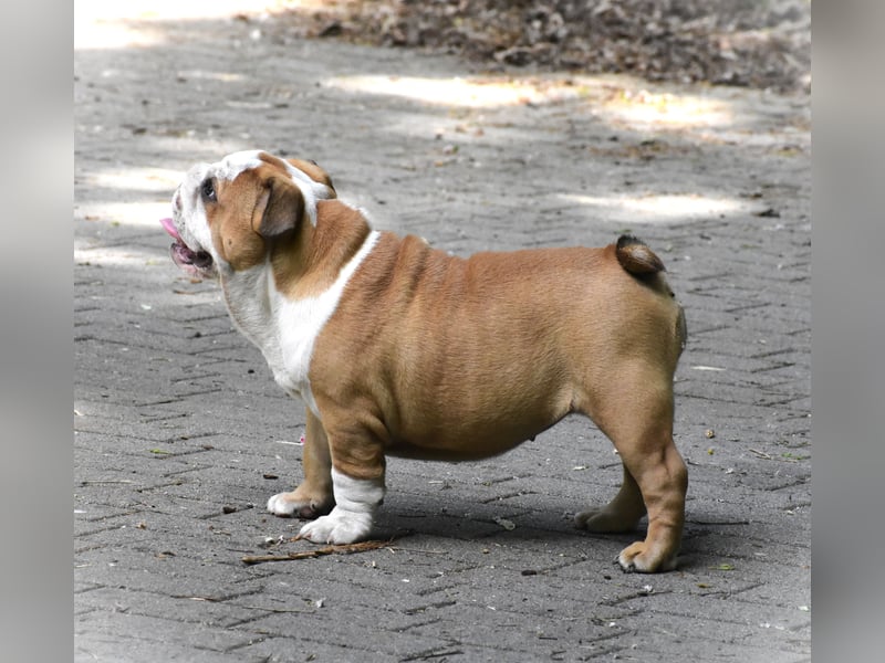 Englische Bulldogge Welpen
