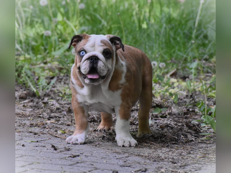 Englische Bulldogge Welpen