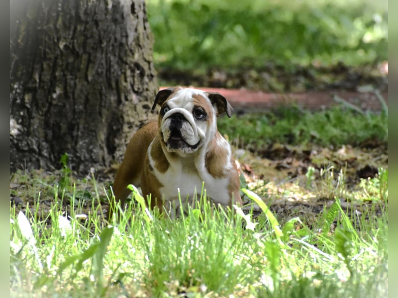 Englische Bulldogge Welpen