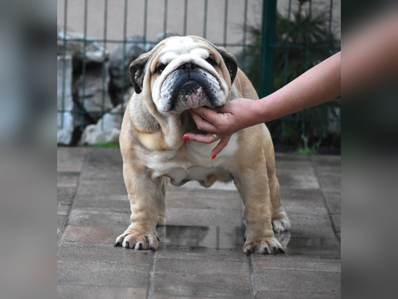 Englische Bulldogge Welpen