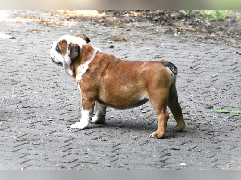 Englische Bulldogge Welpen
