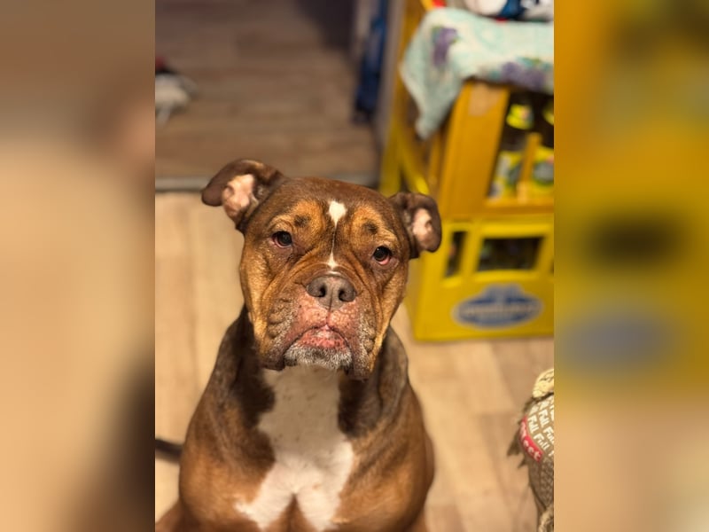 Old englisch Bulldog