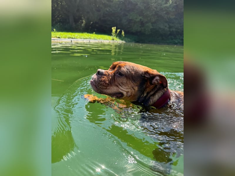 Old englisch Bulldog