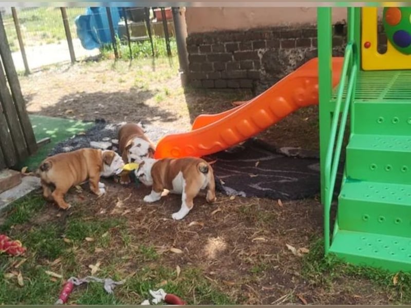 Englische Bulldogge welpen