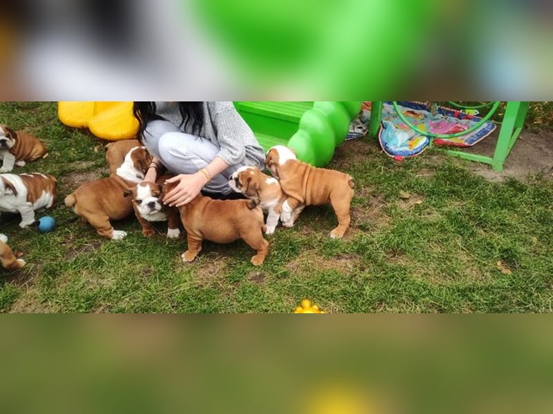 Englische Bulldogge welpen